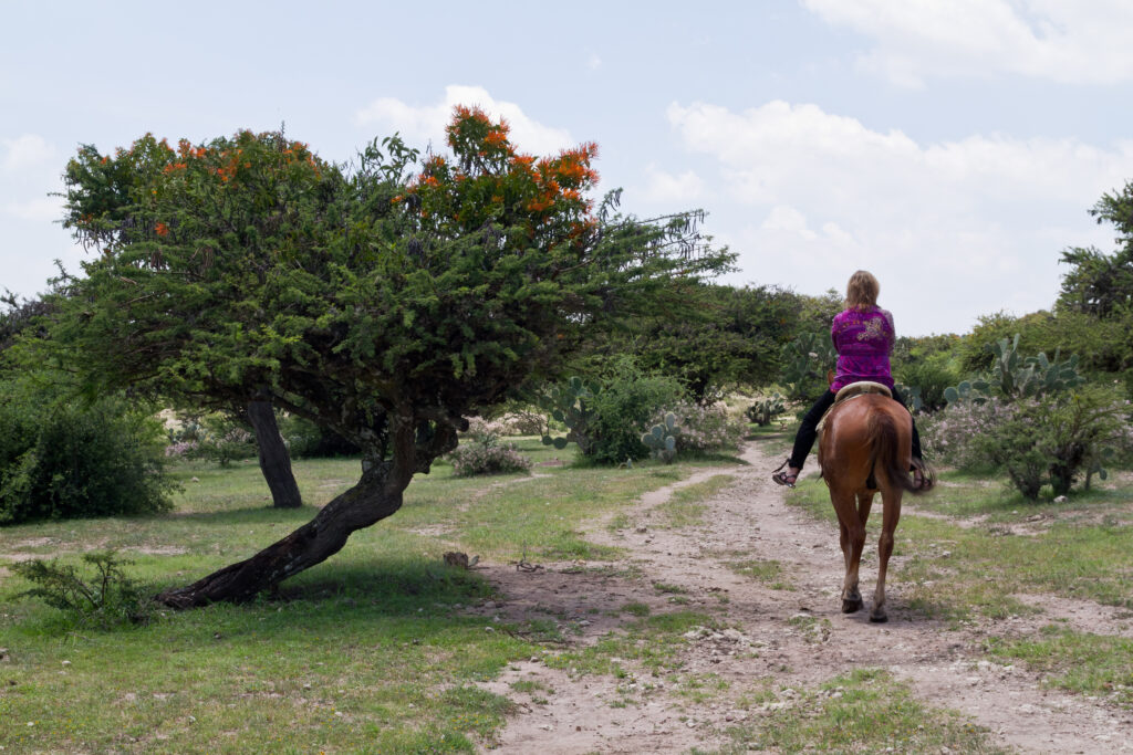 horse ride in san miguel