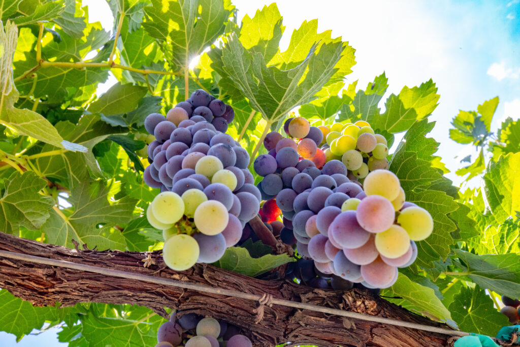 vino mexicano, san miguel de allende, guanajuato